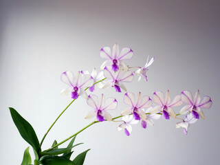 Orchid flower isolated on sky background.