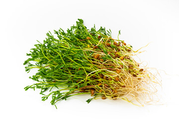 Red lentils microgreen on white background. Homegrown lentil sprouts. Bunch of legume shoots 