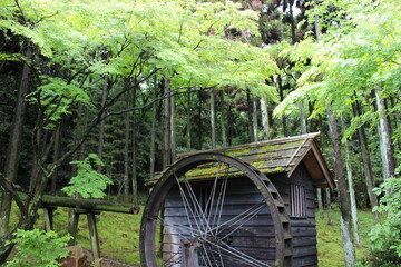 水車新緑