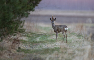 Roe Deer(Capreolus capreolus) male in spring