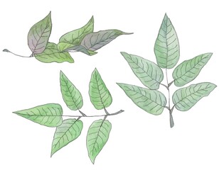 Hand drawn watercolor set of flowers