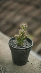 Cactus in a plant pot