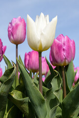 A single white tulip is standing out in a field with pink tulips in full bloom.