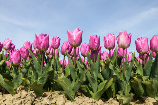 Pink tulips grow in a field in the Netherlands on a sunny day with a blue sky above