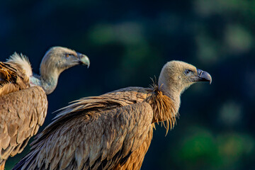 portrait of a vulture close up	