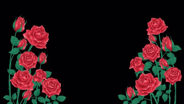 Red rose corner decoration - loop animation with alpha channel