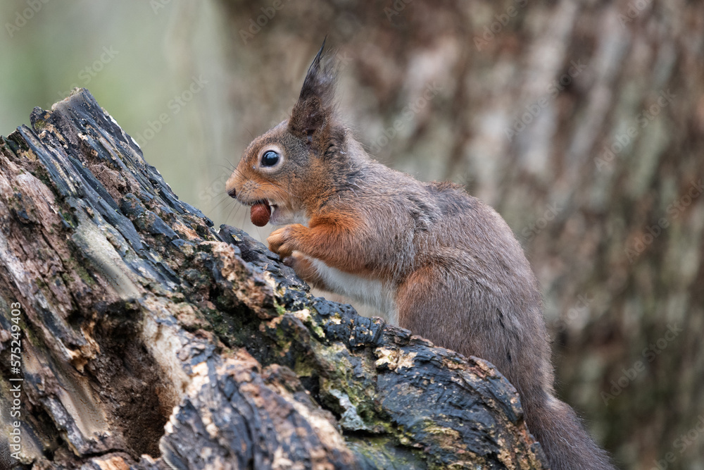 Aufkleber a close up profile portrait of a red squirrel with a hazelnut. resting on an old log, taken in winte