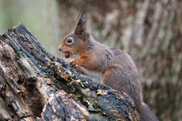 a close up profile portrait of a red squirrel with a hazelnut. Resting on an old log, taken in winter still showing the ear tufts