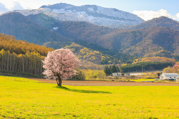 富良野の一本の桜