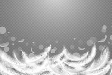 Soft feather background, smooth fluff. Real falling weightless bird plumage for light pillow banner, beauty air flight. Transparent backdrop 3d elements. Vector realistic design © SpicyTruffel