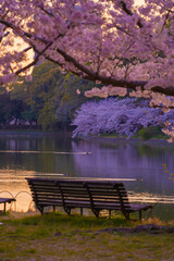 夕暮れ時の桜風景
