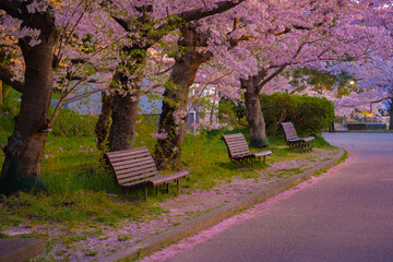 夕暮れ時の桜風景