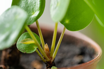 Closeup of sprout of Pilea peperomioides in terracotta pot. Chinese money plant. Home gardening concept