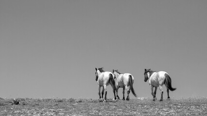 Three pale roan wild horses on ridge in the Rocky Mountains of the western United States - black...