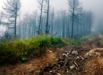 Niebla en el cerro de San Vicente
