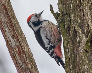 middle spotted woodpecker on a tree