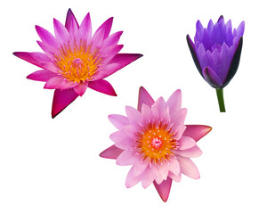 Lotus flowers on transparent Background, alpha channel