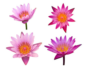 Lotus flowers on transparent Background, alpha channel set B