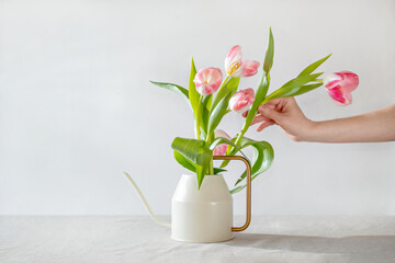 Girl hand with tulips, making a bouquet in watering can. Spring home interior decoration, slow living, mental wellbeing concept, copy space
