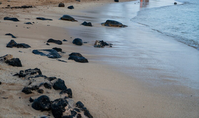 Shot of the turtles resting at Poipu Beach in Kauai, Hawaii