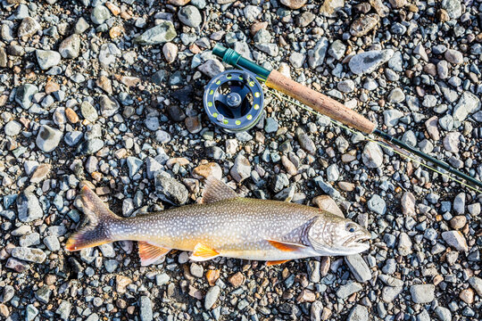 A Lake Trout Lies Next To A Fly Fishing Reel In Lake Clark National Park And Preserve, Alaska, Usa