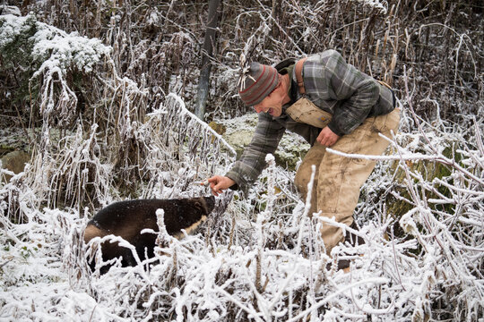 Man feeding wolverine (Gulo gulo) in snow, Haines, Alaska, USA