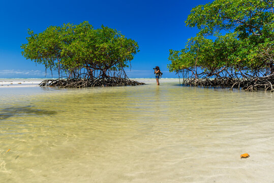 Female photographer taking pictures near mangrove trees on tropical beach, Morro de Sao Paulo, south Bahia state, Brazil
