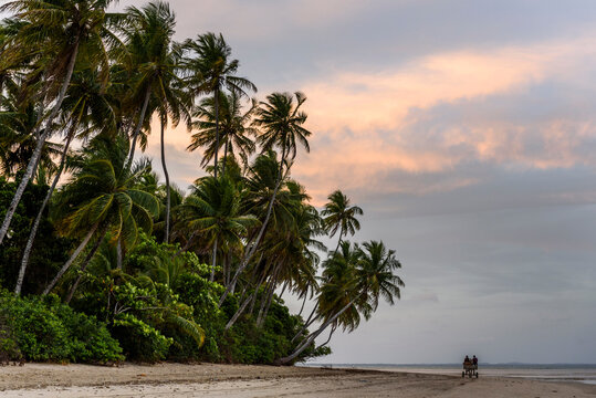 Coconut palm trees on tropical beach during sunset, Boipeba Island, South Bahia, Brazil