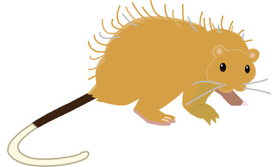 世界自然遺産の島の生き物　ケナガネズミ　ソフト調