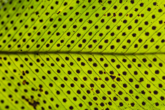 Fern seeds under leaf
