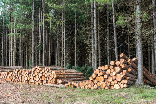 Tree logs cut in deforestation, countryside of Rio Grande do Sul State, Brazil
