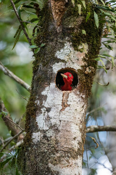 Woodpecker peeking from tree hole,&acirc;&euro;&nbsp;Serrinha&acirc;&euro;&nbsp;do&acirc;&euro;&nbsp;Alambari&acirc;&euro;&nbsp;Ecological Reserve, Serra&acirc;&euro;&nbsp;da&acirc;&euro;&nbsp;Mantiqueira, Rio&acirc;&euro;&nbsp;de&acirc;&euro;&nbsp;Janeiro,&acirc;&euro;&nbsp;Brazil