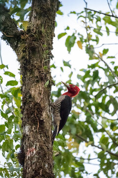 Woodpecker on tree trunk,&acirc;&euro;&nbsp;Serrinha&acirc;&euro;&nbsp;do&acirc;&euro;&nbsp;Alambari&acirc;&euro;&nbsp;Ecological Reserve, Serra&acirc;&euro;&nbsp;da&acirc;&euro;&nbsp;Mantiqueira, Rio&acirc;&euro;&nbsp;de&acirc;&euro;&nbsp;Janeiro,&acirc;&euro;&nbsp;Brazil