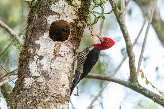 Woodpecker on tree,&acirc;&euro;&nbsp;Serrinha&acirc;&euro;&nbsp;Ecological Reserve, Rio&acirc;&euro;&nbsp;de&acirc;&euro;&nbsp;Janeiro, Brazil