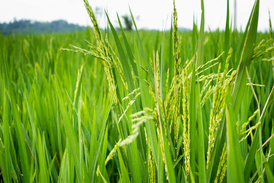 Rice, Banyuwangi, Java, Indonesia