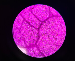 Stoma plants cells find with microscope 10x.