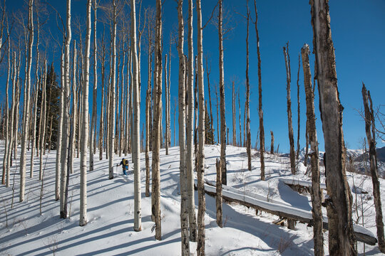 Backcountry skiing, Marble, Colorado, USA