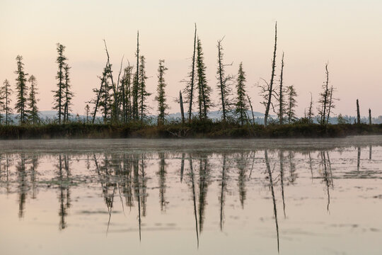 Reflection Of Coniferous Trees On The Edge Of Spencer Pond, Northern Maine