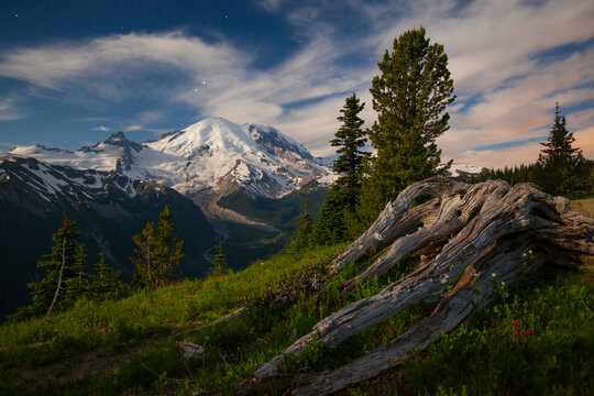 An old large stump lies in an alpine meadow in Mount Ranier National Park.