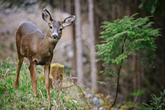 Black-tailed Deer