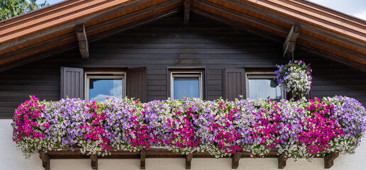 Fototapeta na wymiar Traditional flowered balcony at the Alps and Dolomites. Colorful flowers on balcony. Summer time. Mix of flowers and colors. General contest of the European Alps