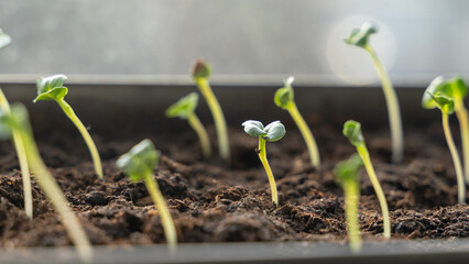 young seedlings on the windowsill