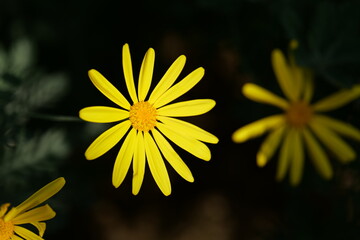 flower, yellow, 네이처, 식물, 뜰, 여름, flower, 데이지, 봄, 민들레, 개화, 미, 블로섬, 꽃잎, 식물, 해바라기, 매크로, 들판, 근접, 변색, 똑똑하다, 꽃가루, 근접