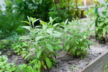 Sage officinalis (Salvia officinalis) - stages of growth. green plants growing on a farm in the greenhouse