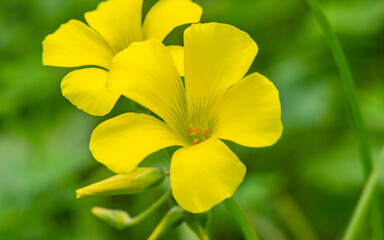 Beautiful yellow flowers on a green background. Beautiful landscape with flowers. Blooming flowers in morning  spring. Beautiful landscape with a flower.  Wild nature. Macro photography plants. Spring