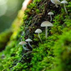 Beautiful small inedible mushrooms on a tree in green moss. Beautiful green natural macro landscape...