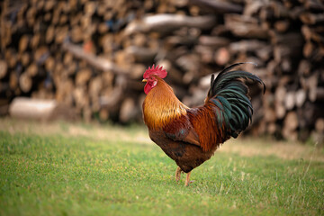 Fototapeta premium Domestic rooster (Gallus gallus domesticus) posing beautifully for the camera. Rooster close up. 