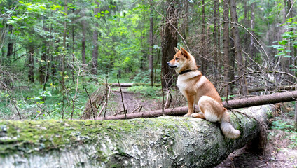 a dog in the forest listens to the singing of birds