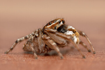 A jumping spider at close range. Beautiful little spider