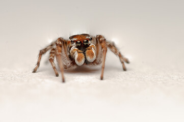 A jumping spider at close range. Beautiful little spider